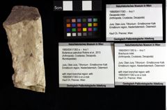 Foto (Objket + Etiketten) von Brachyura indet. 